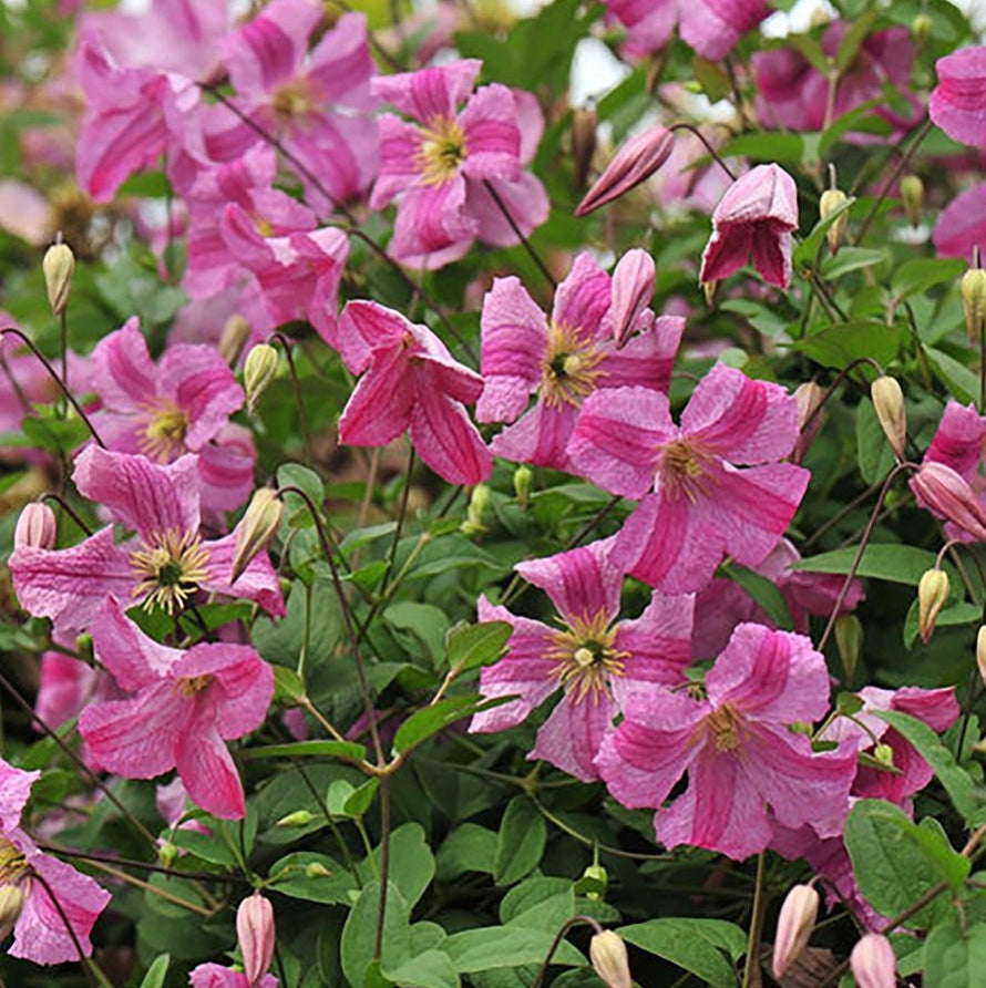 Pink Mink Clematis