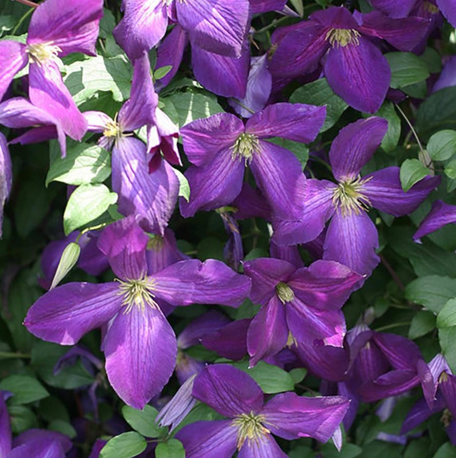 Happy Jack Clematis