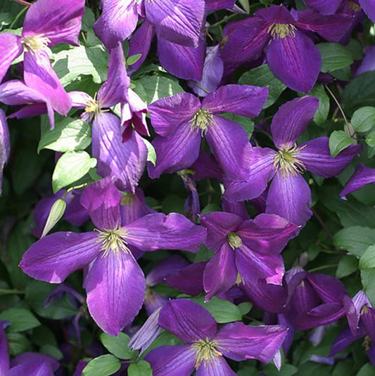 Happy Jack Clematis