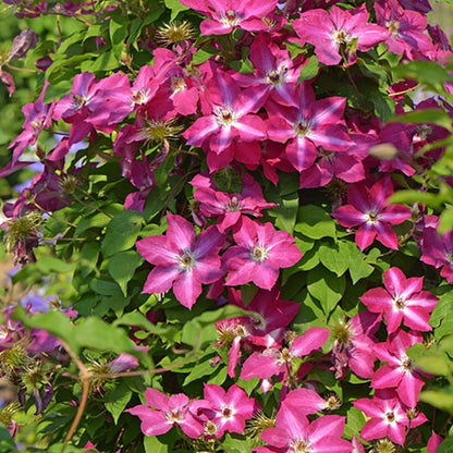 Viva Polonia Clematis