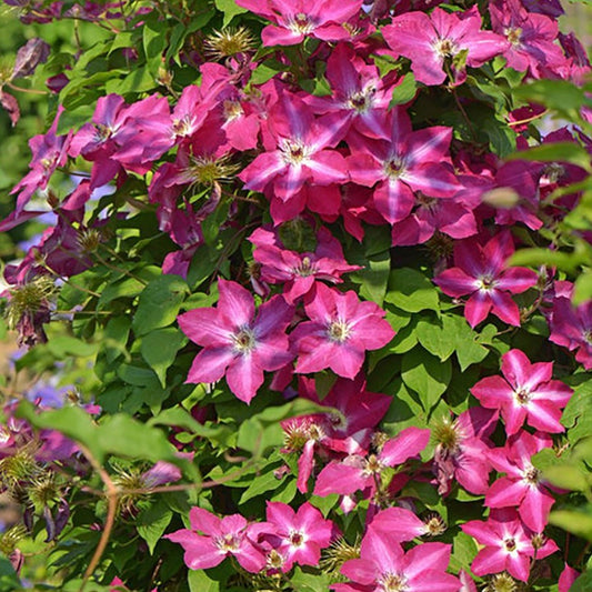 Viva Polonia Clematis