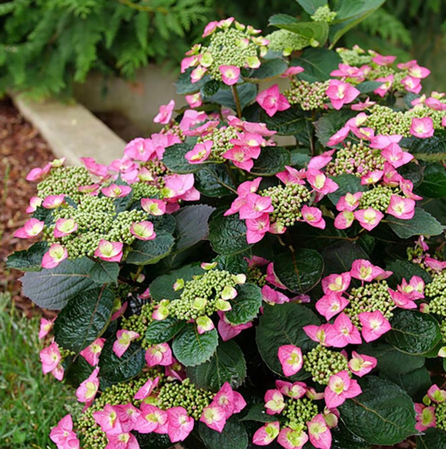 Tuff Stuff Top Fun Mountain Hydrangea