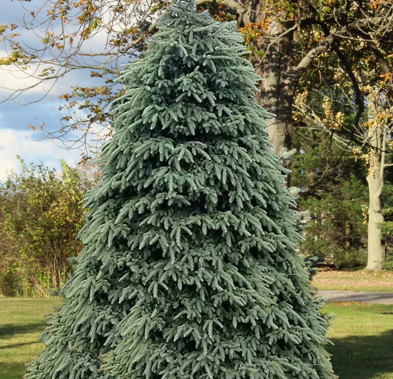 Black Hills Spruce