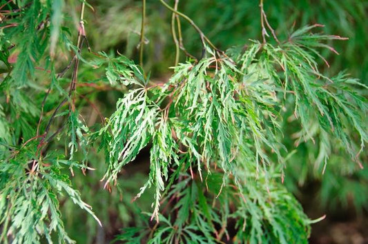 Inaba-Shidare Laceleaf Japanese Maple
