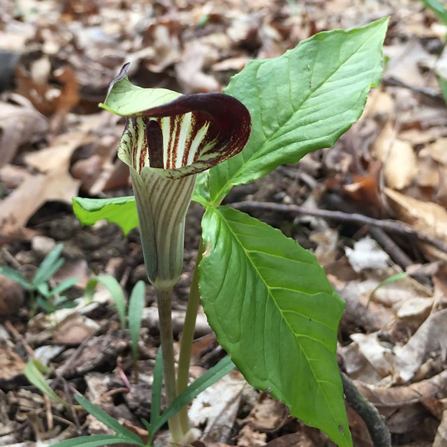 Jack-in-the-Pulpit