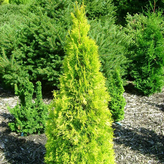 Jantar Arborvitae