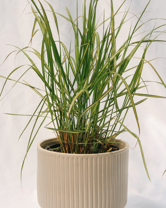 Karl Foerster Feather Reed Grass