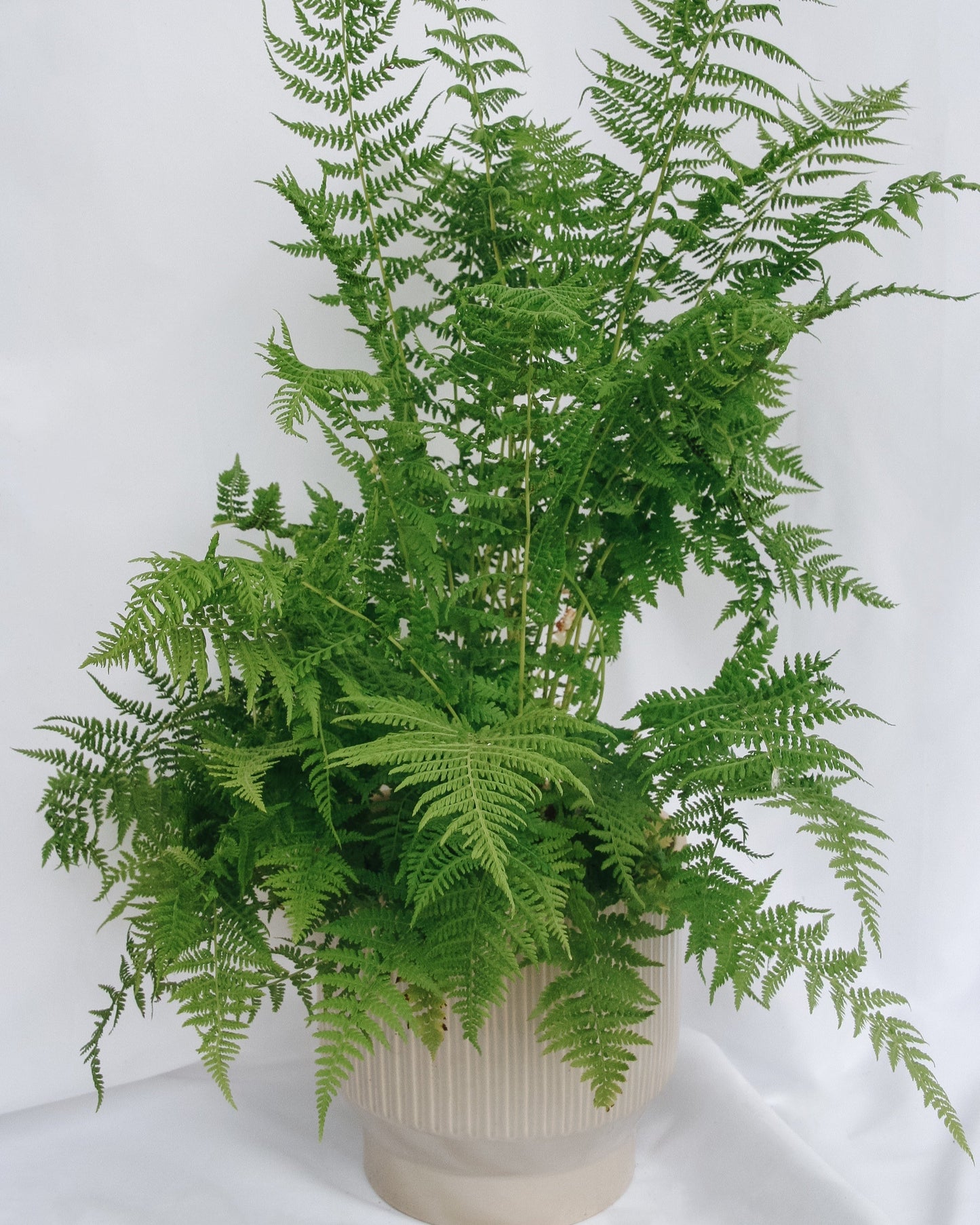 Lady Fern
