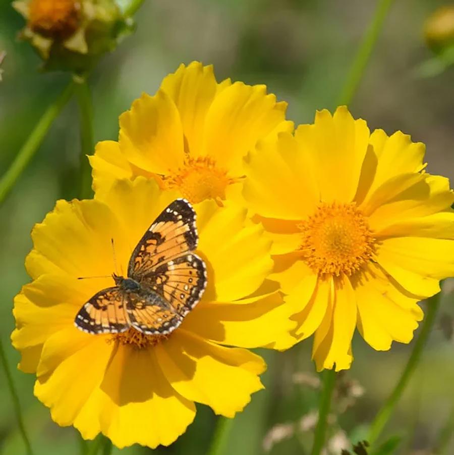 Lanceleaf Coreopsis
