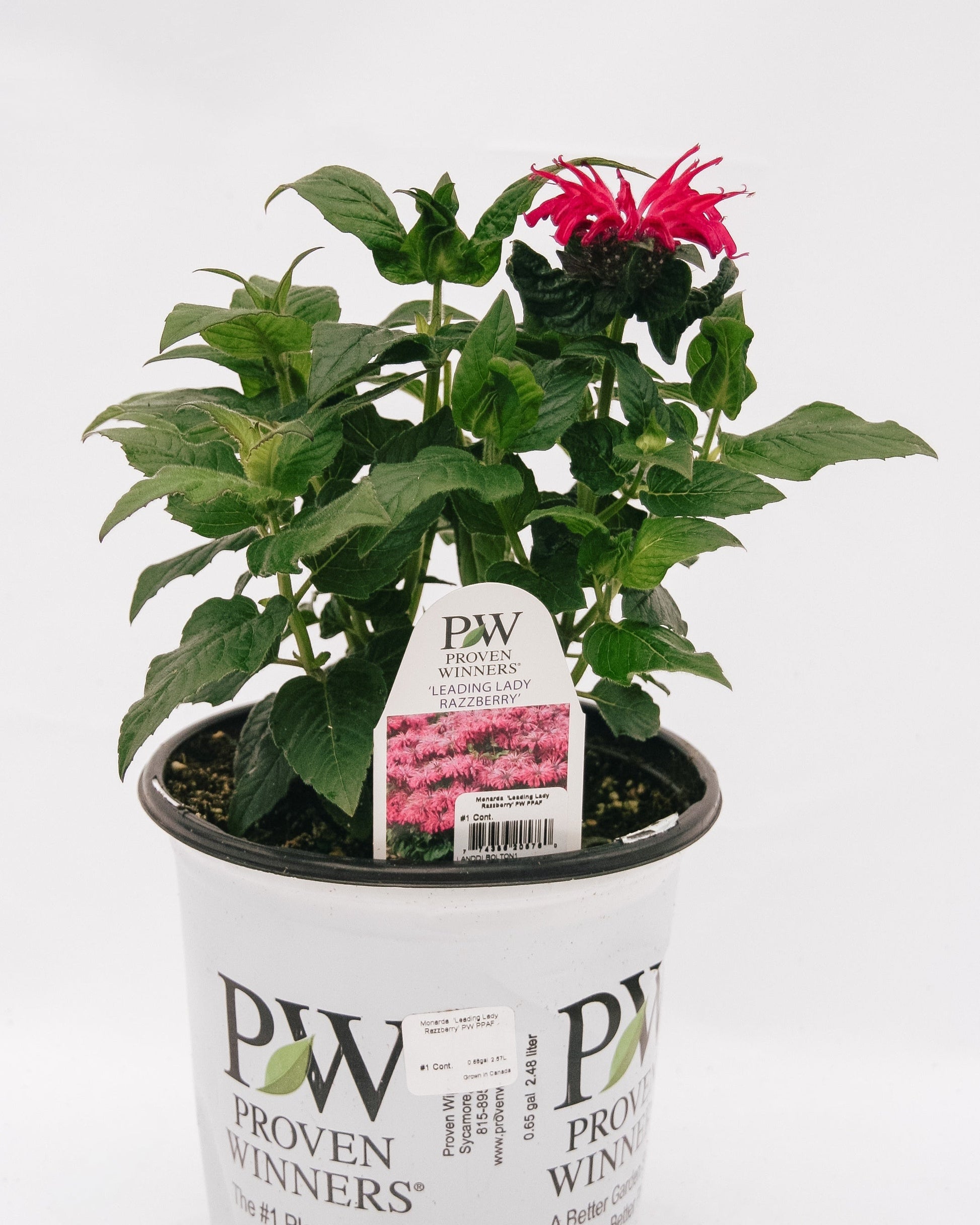 Leading Lady Razzberry Bee Balm
