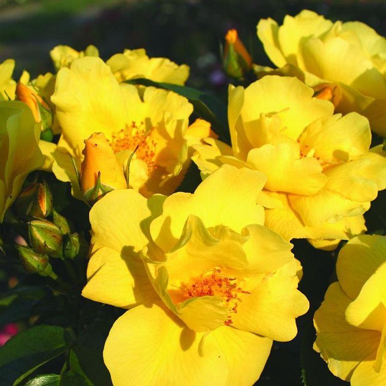 Lemon Fizz Kolorscape Rose