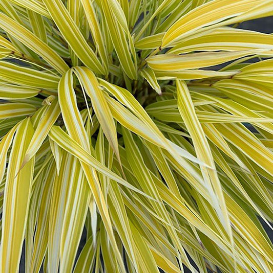 Lemon Zest Japanese Forest Grass