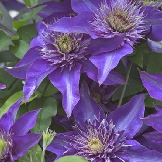 Multiblue Clematis