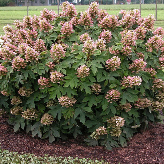 Munchkin Oakleaf Hydrangea