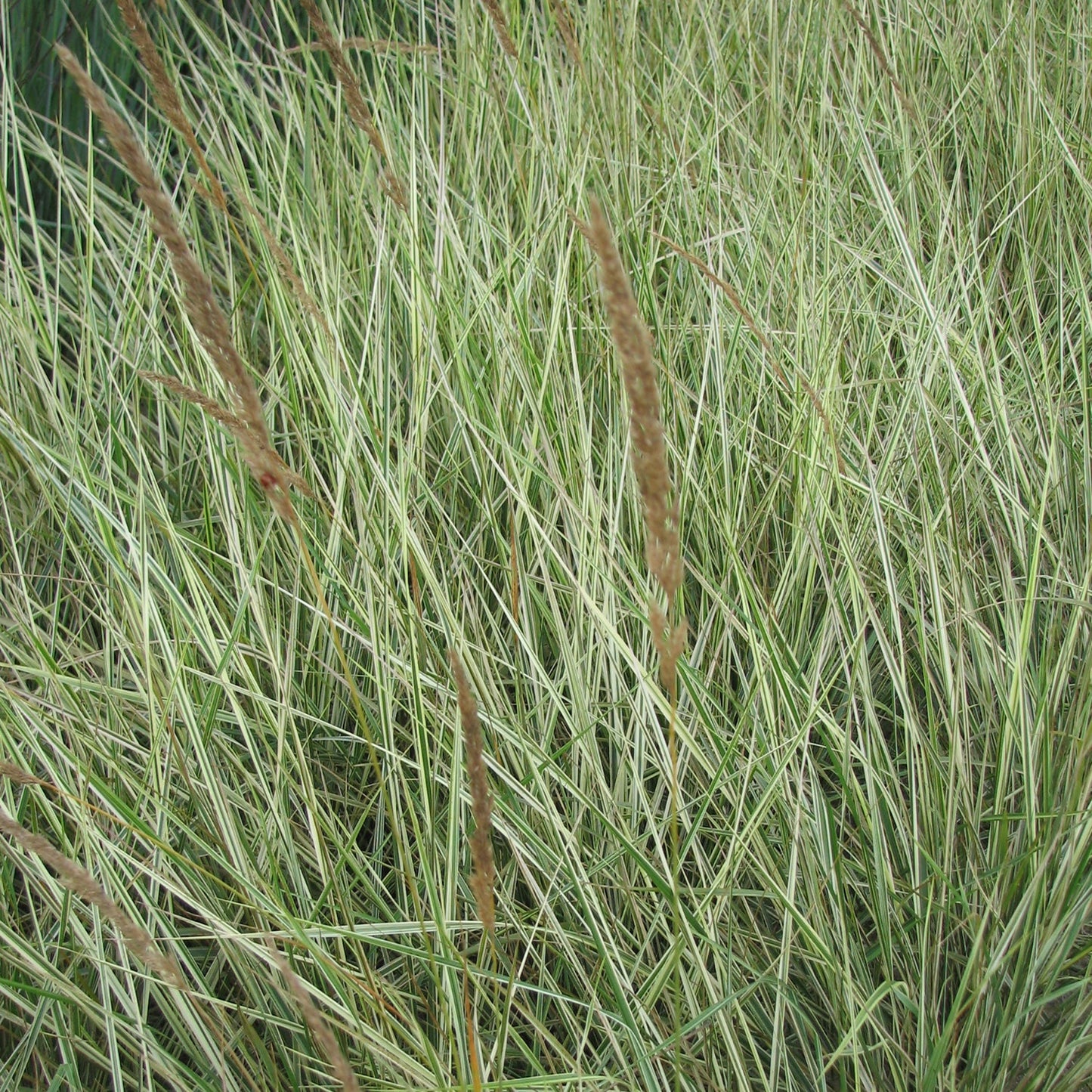Overdam Feather Reed Grass