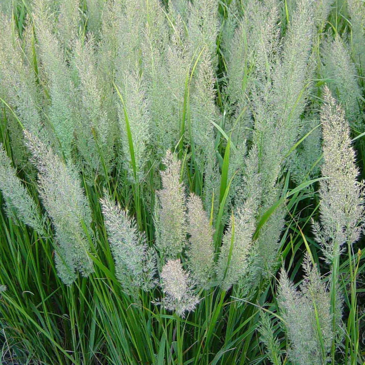 Korean Feather Reed Grass