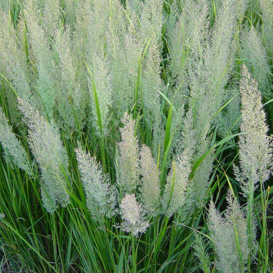 Korean Feather Reed Grass