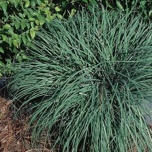 Blue Zinger Sedge