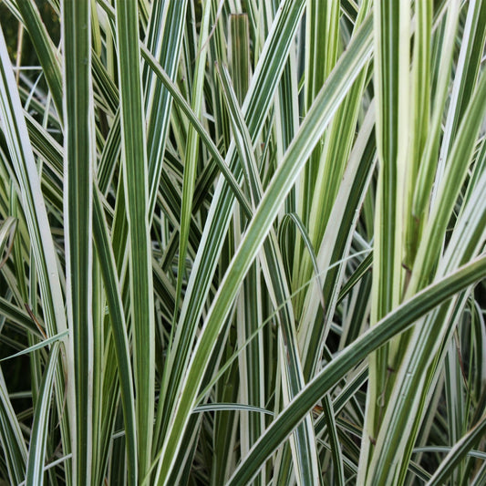 Variegated Feather Reed Grass