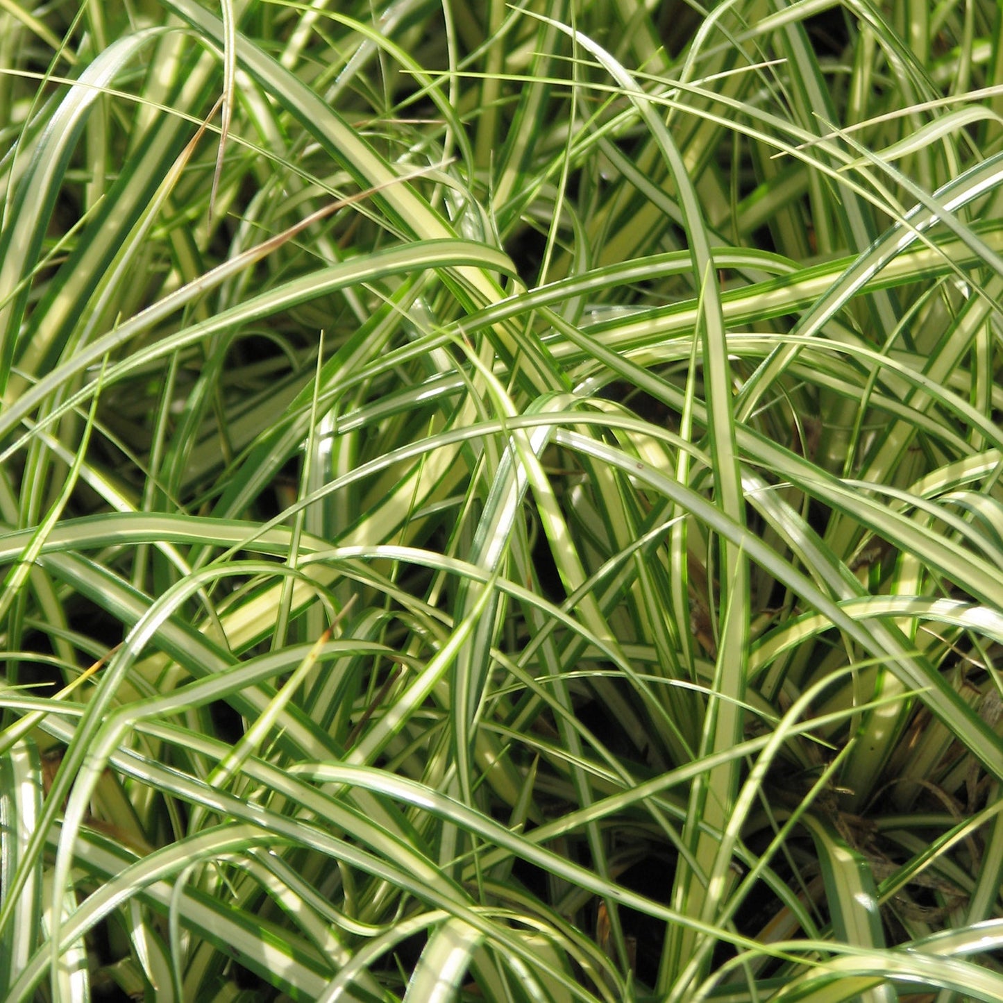 Golden Japanese Sedge