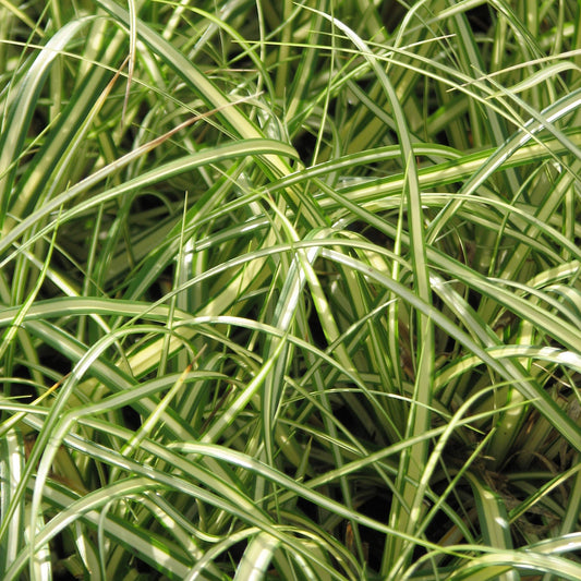 Golden Japanese Sedge