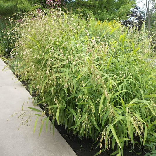 Northern Sea Oats