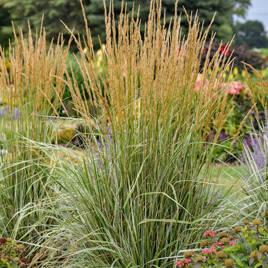 Hello Spring Feather Reed Grass