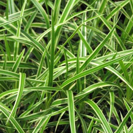 Ice Dance Sedge