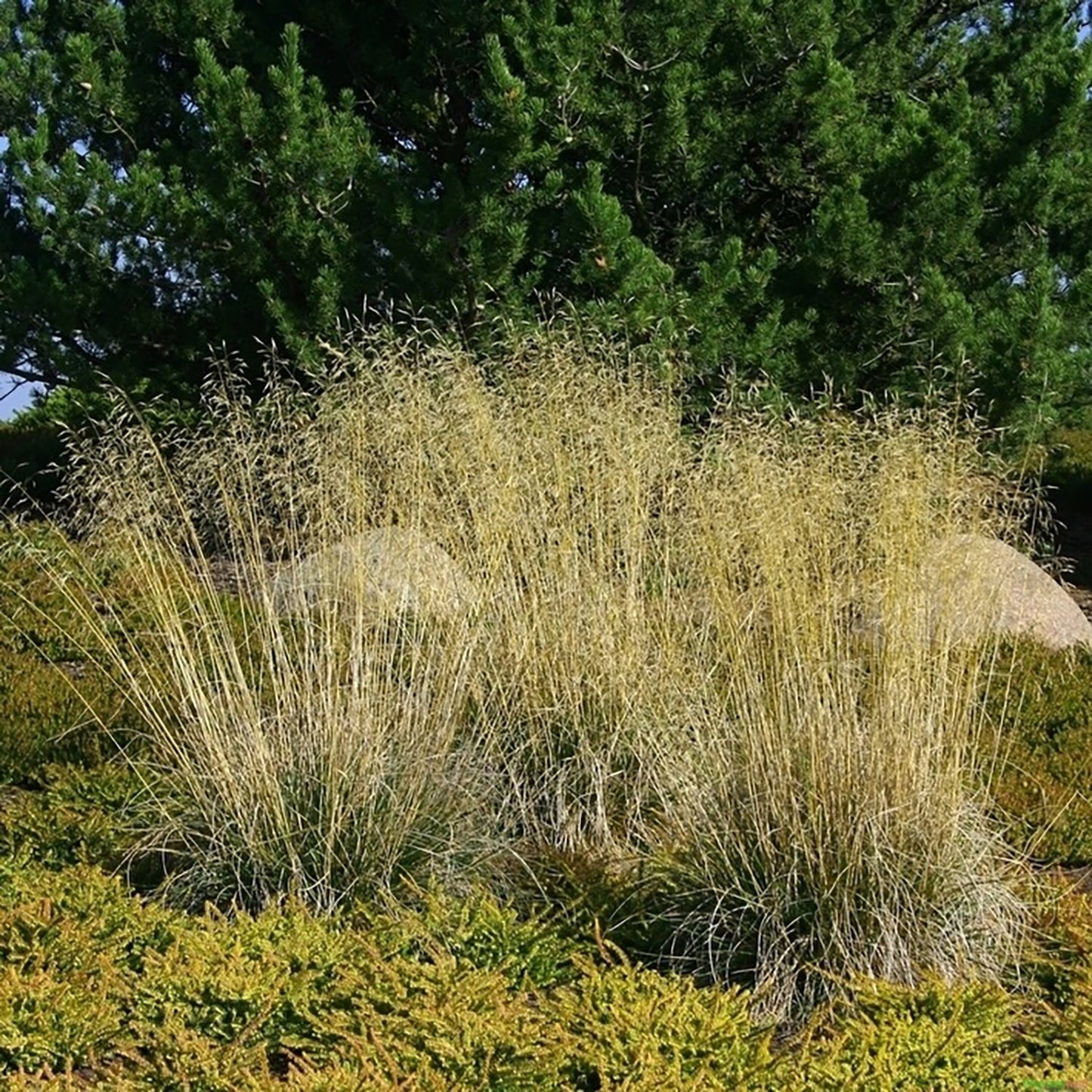 Golden Veil Tufted Hair Grass