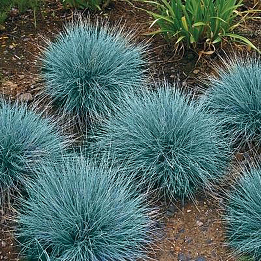 Select Blue Fescue
