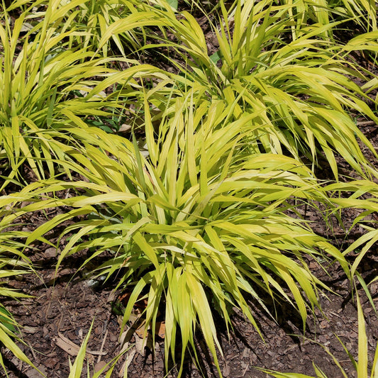 All Gold Forest Grass