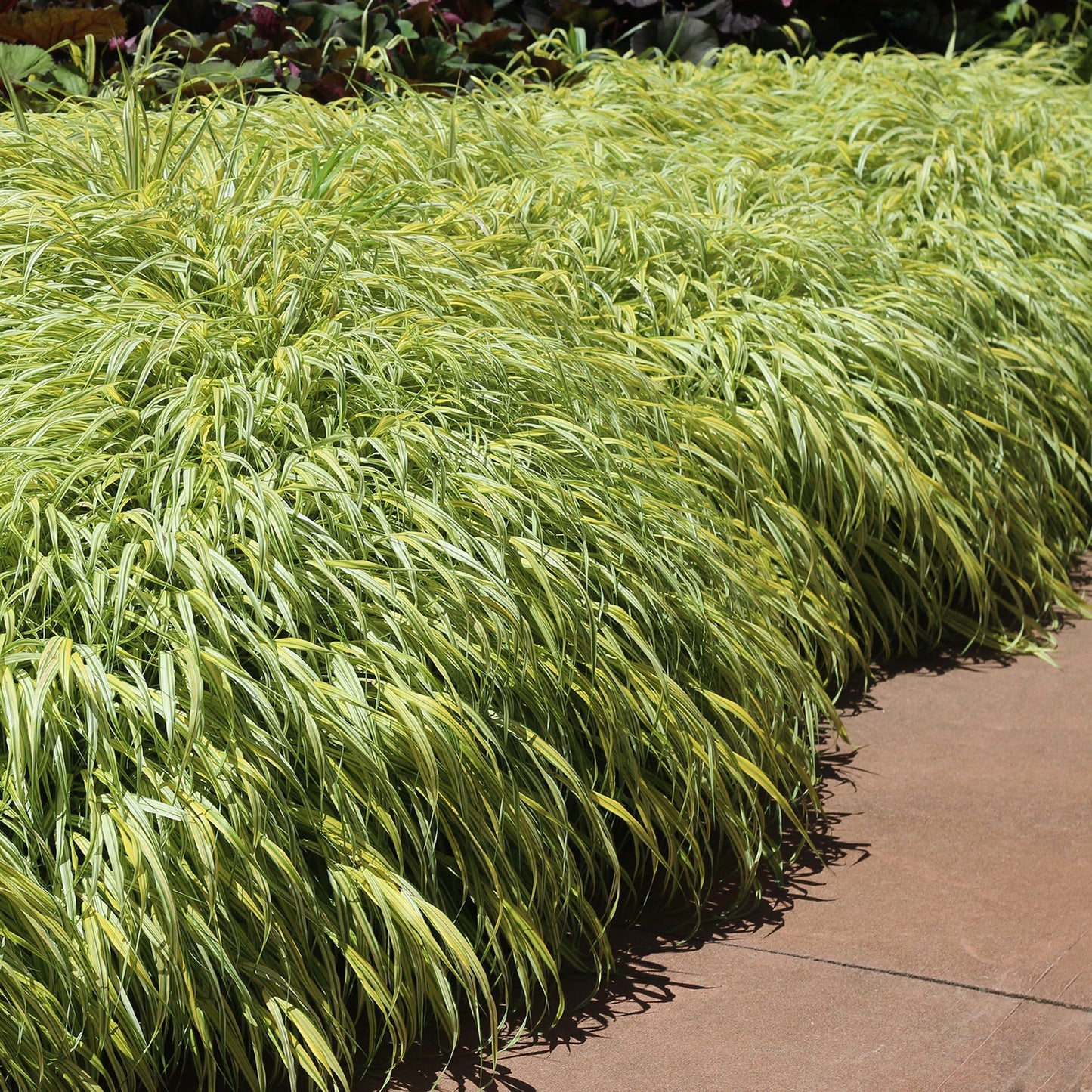Golden Variegated Hakone
