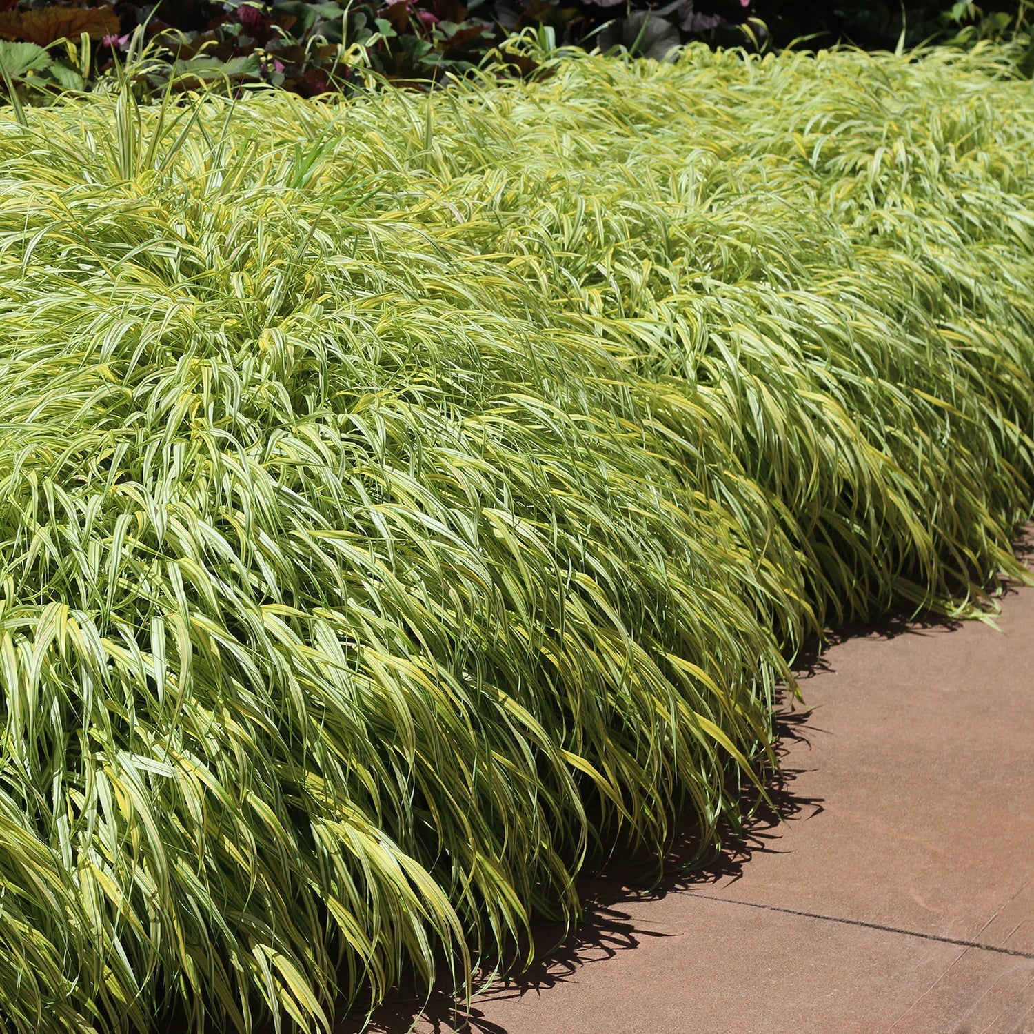 Golden Variegated Hakone