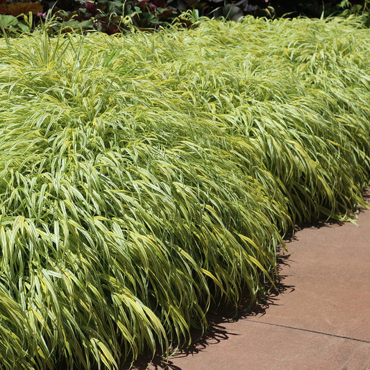 Golden Variegated Hakone