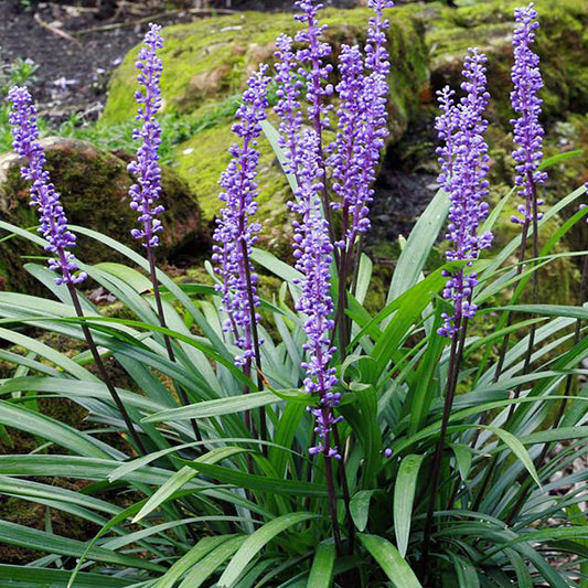 Giant Big Blue Lily Turf