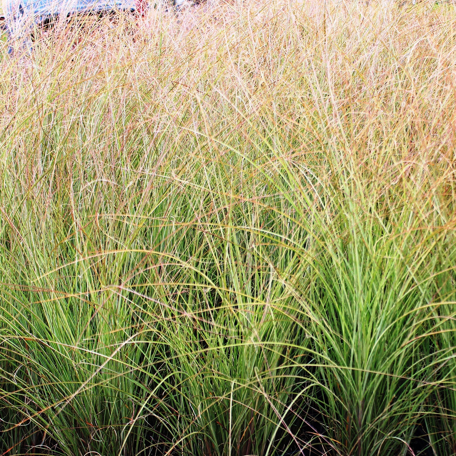 Morning Light Japanese Silver Grass