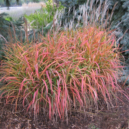 Flame Grass