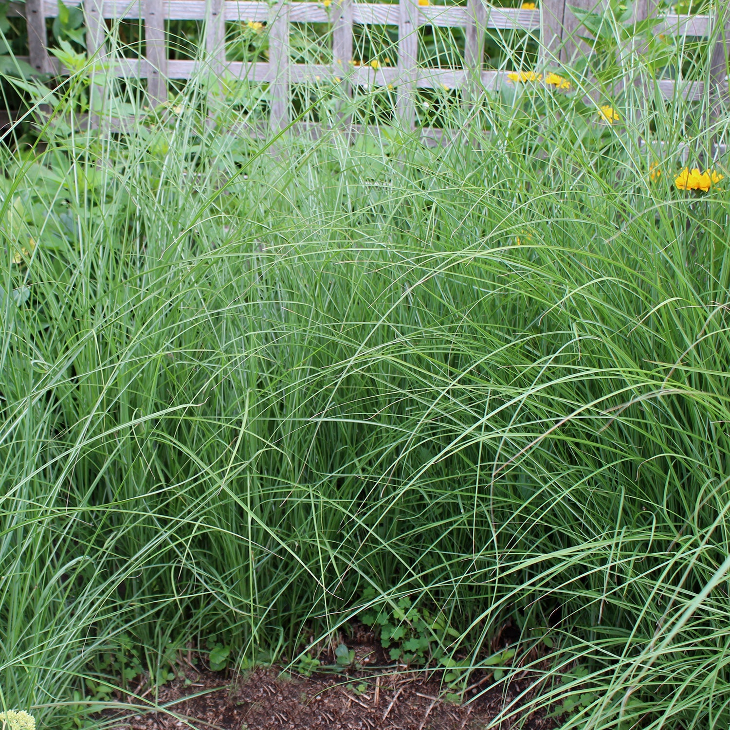 Maiden Grass