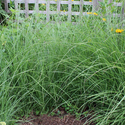 Maiden Grass