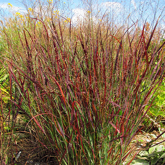 Blood Brothers Red Switch Grass