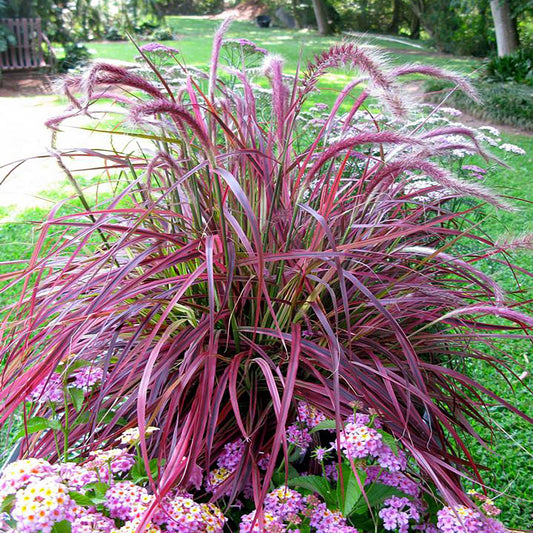 Variegated Purple Fountain Grass