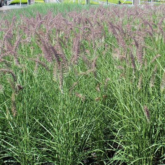 Karley Rose Oriental Fountain Grass