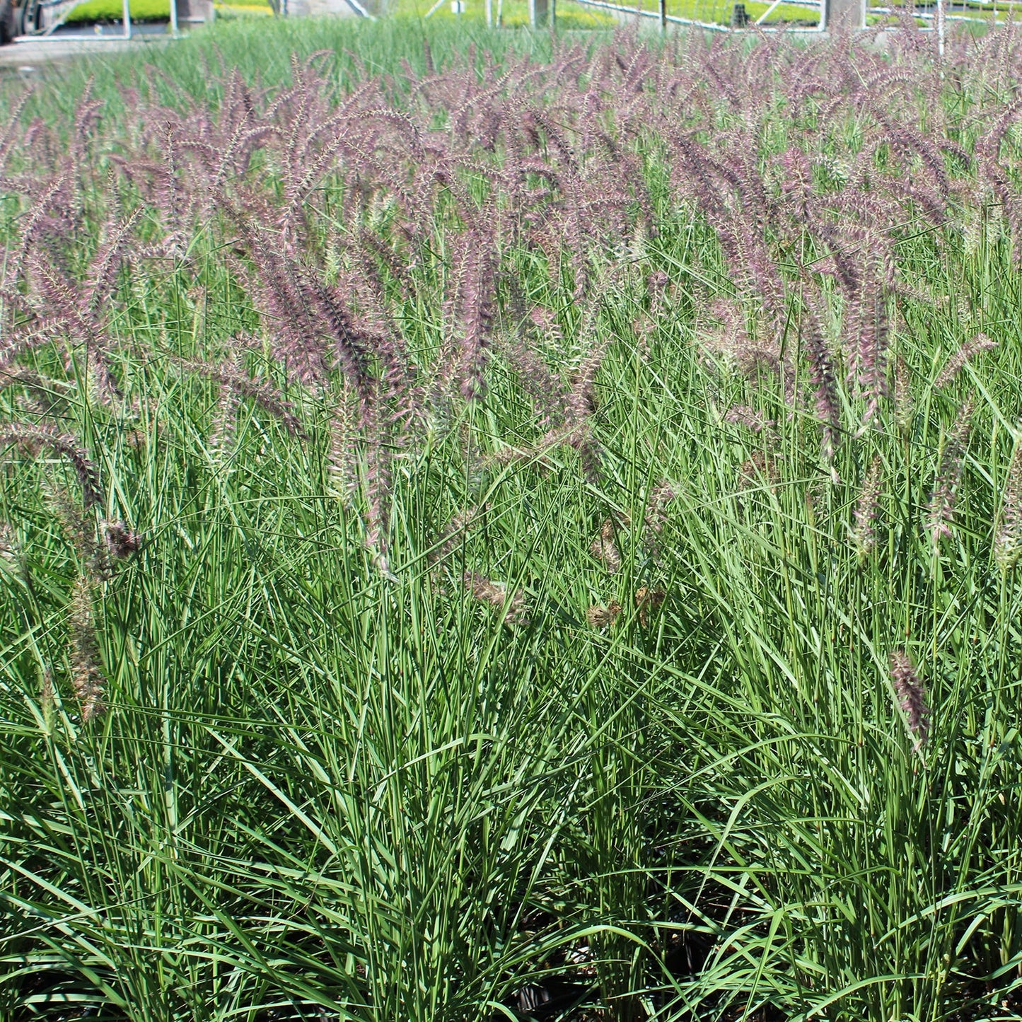 Karley Rose Oriental Fountain Grass
