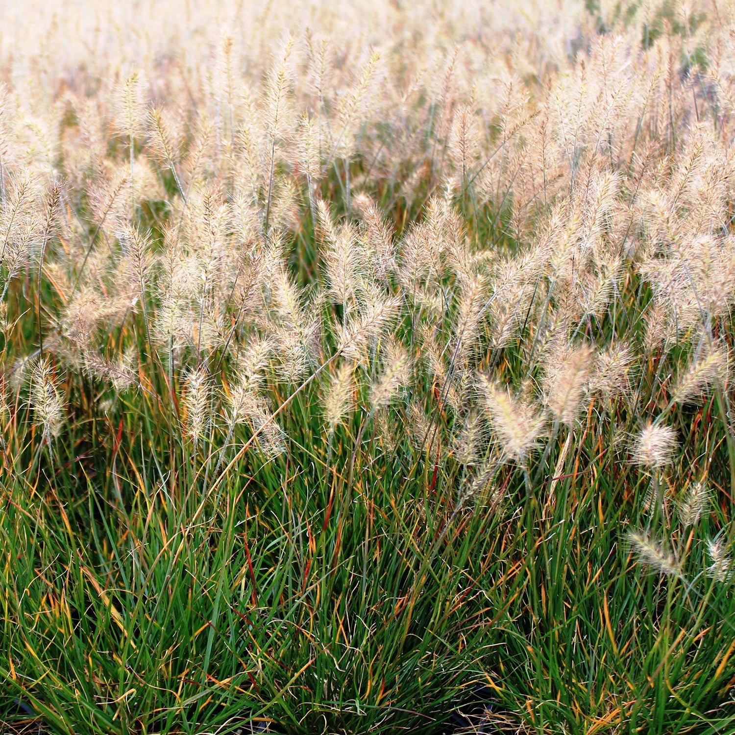Little Bunny Fountain Grass