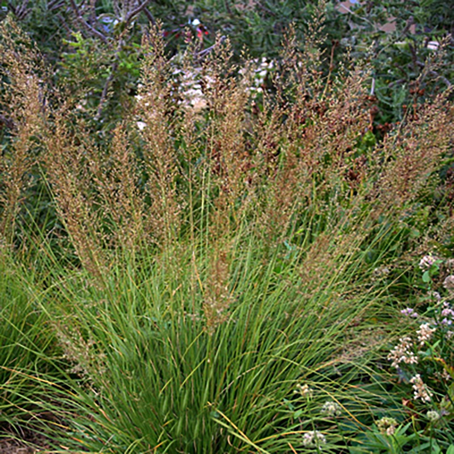 Prairie Dropseed