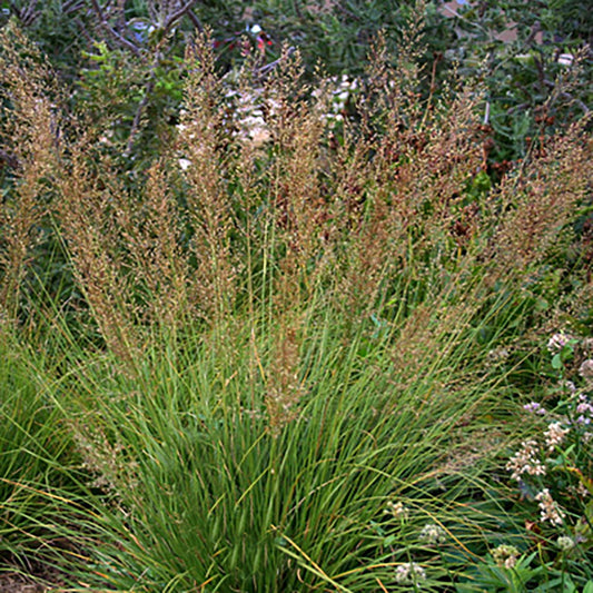 Prairie Dropseed