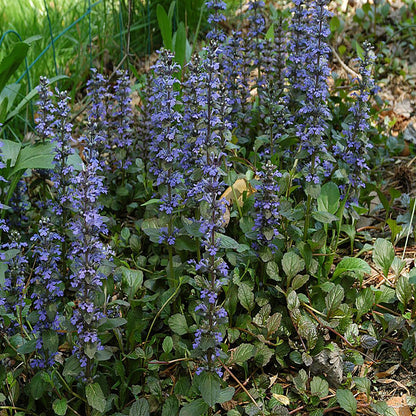 Catlin's Giant Bugleweed