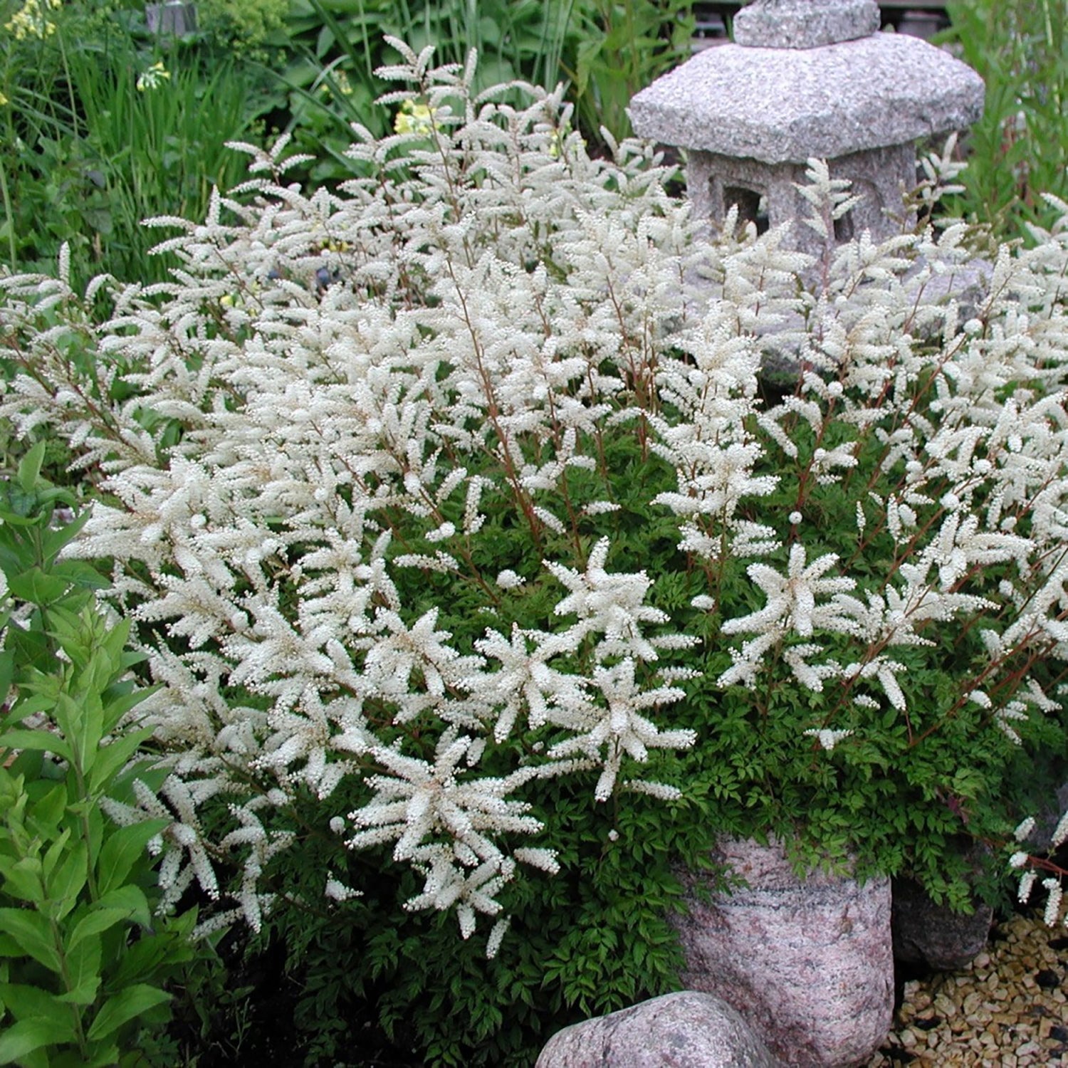 Dwarf Goat's Beard
