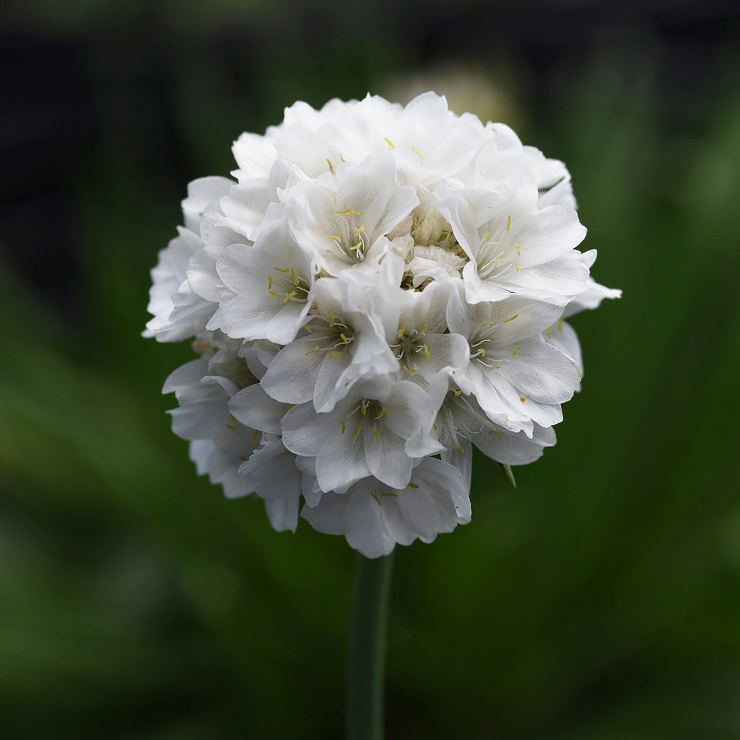 Dream Clouds Sea Thrift