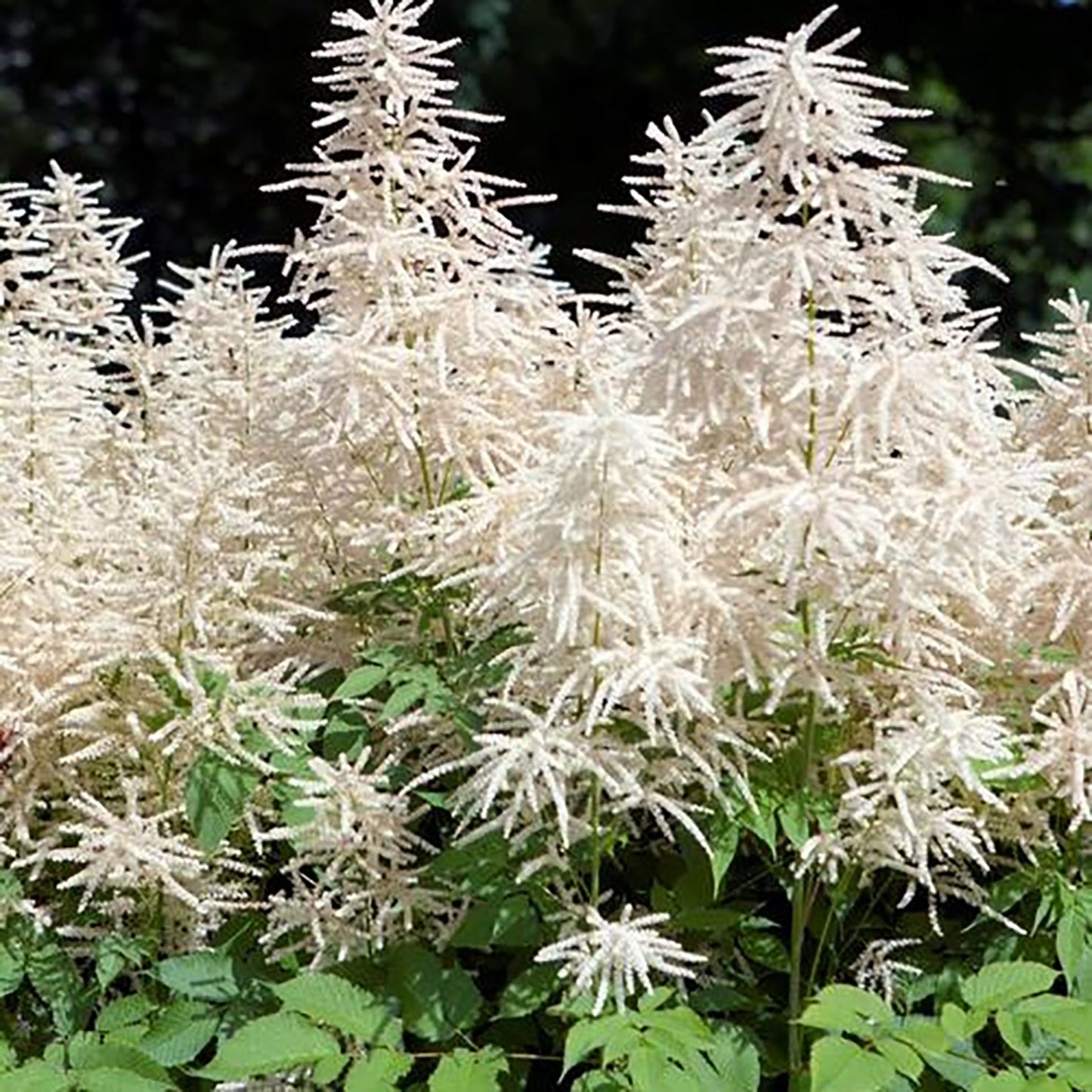 Whirlwind Goat's Beard